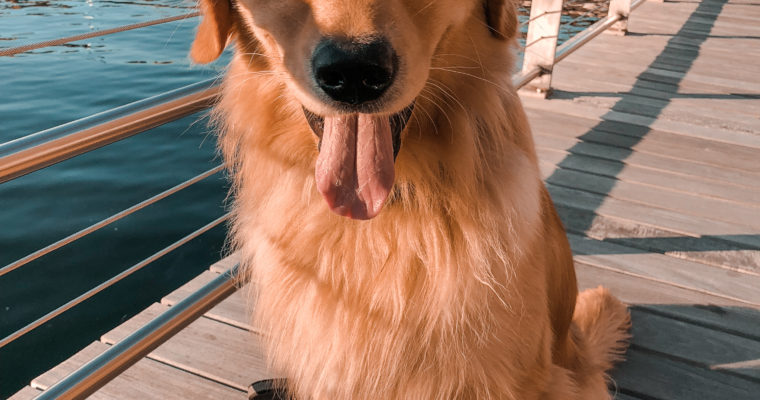 The Best Dog Friendly areas in Boston