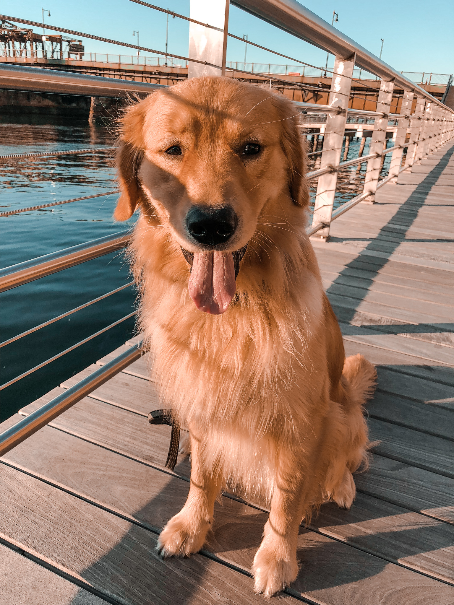 The Best Dog Friendly areas in Boston