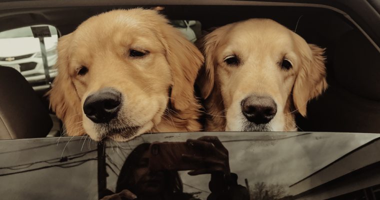 Road trip with your dog? Furry friend essentials