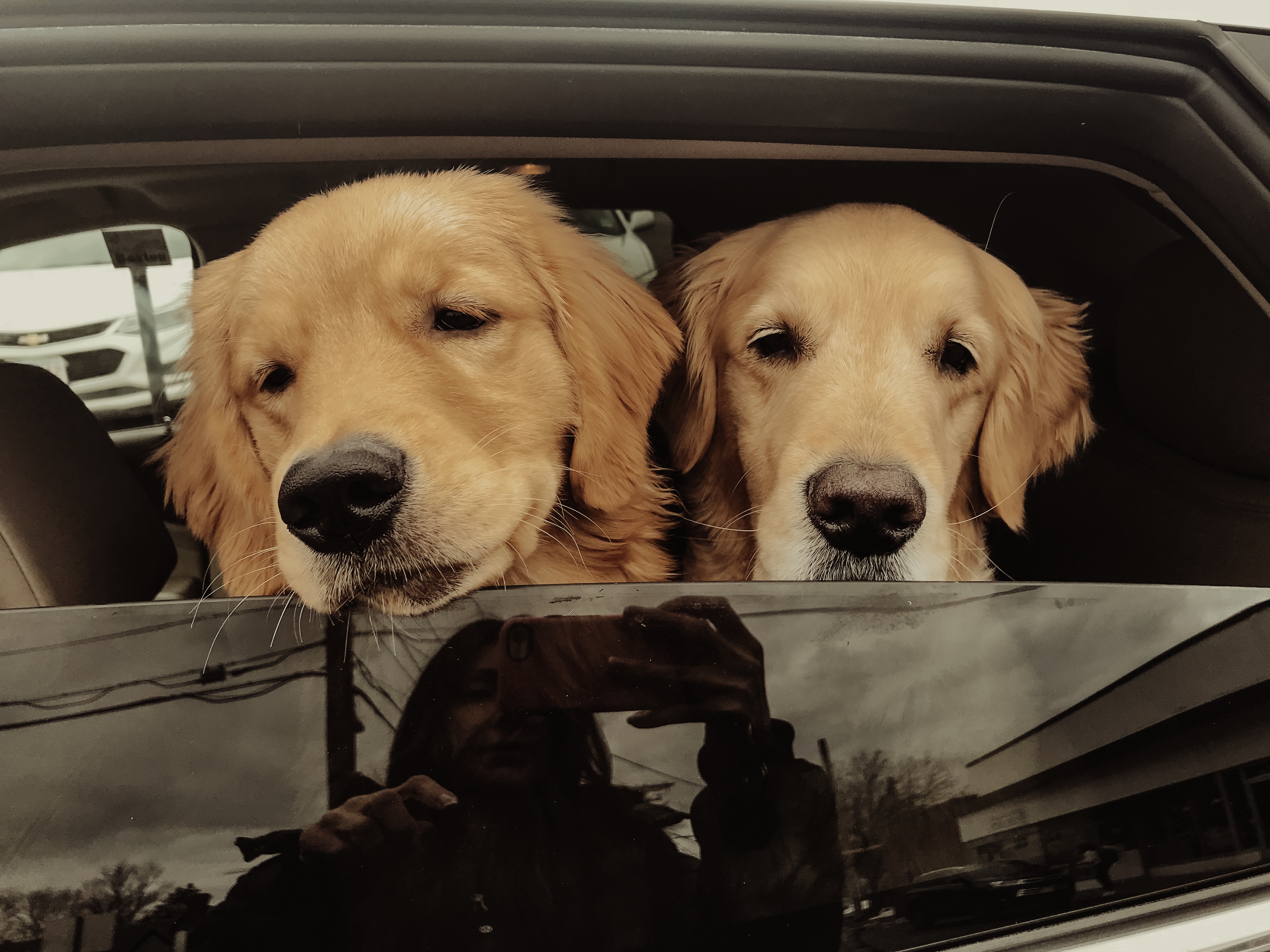 Road trip with your dog? Furry friend essentials